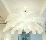 Feather Ostrich Chandelier