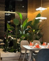 Crescent  Pendant light